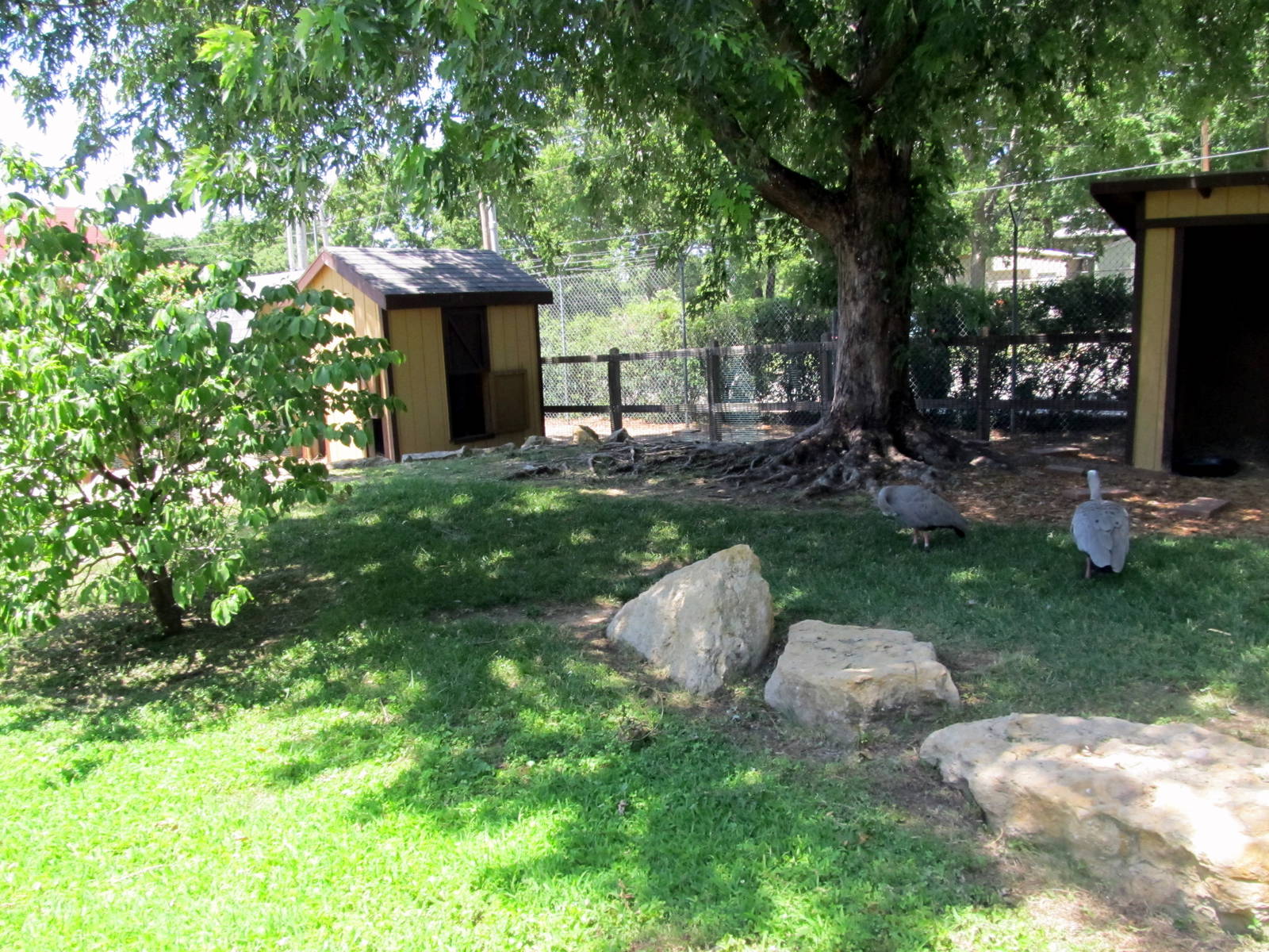 Cape Barren Goose Exhibit