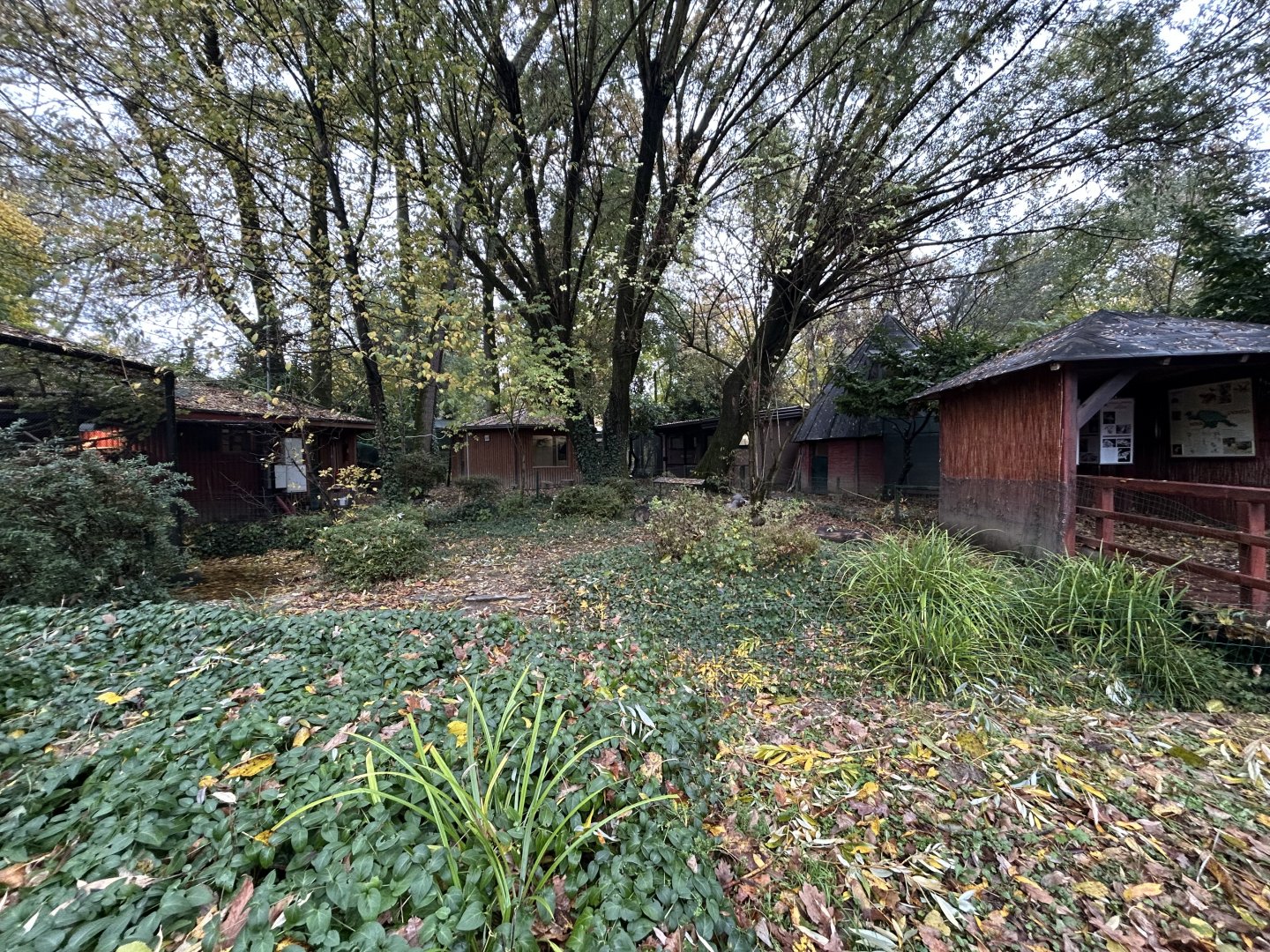 Cape Barren Goose Exhibit
