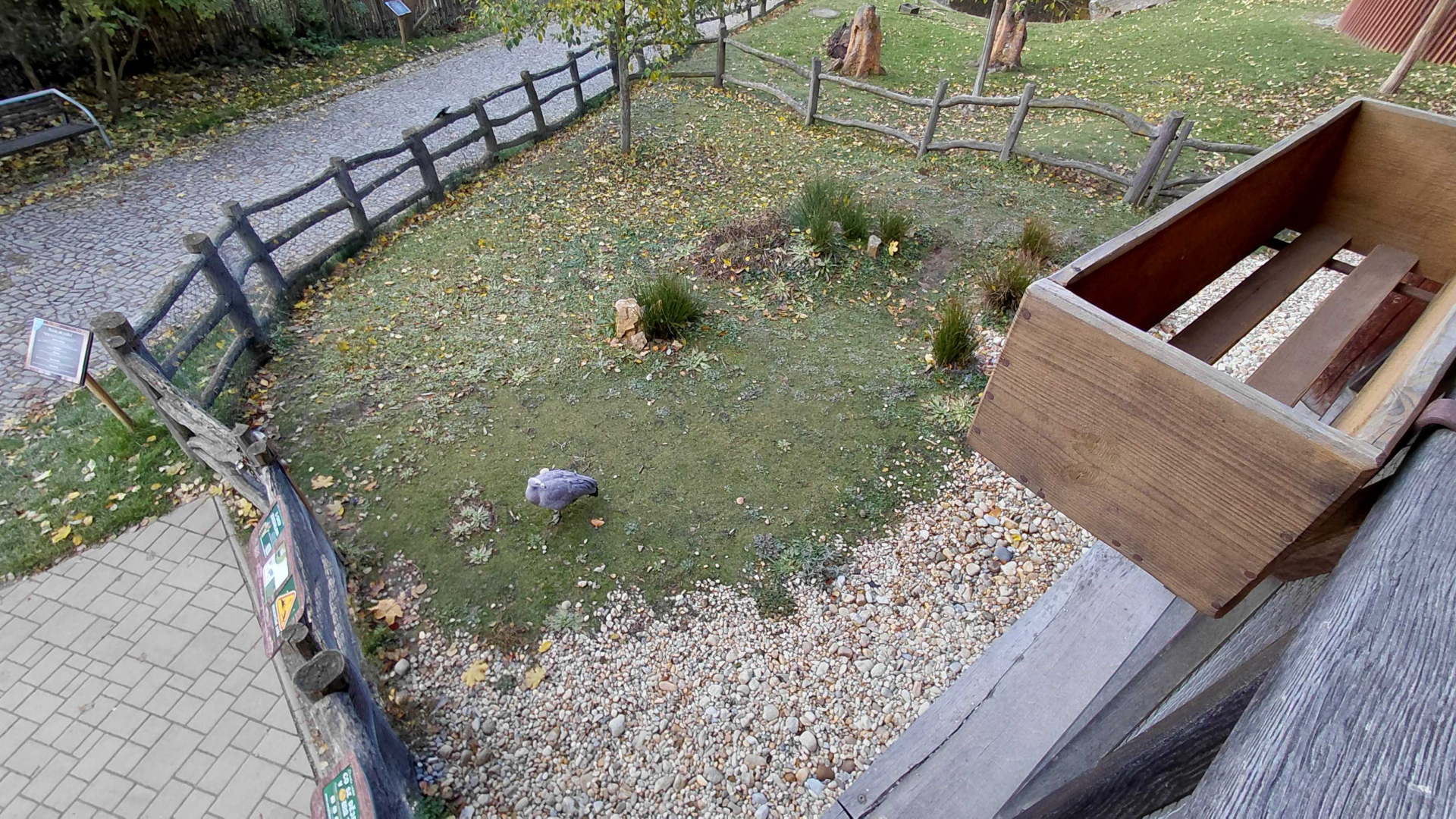 Cape Barren goose exhibit