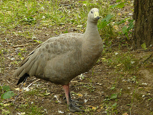Cape Barren Goose in Kishinev Zoo