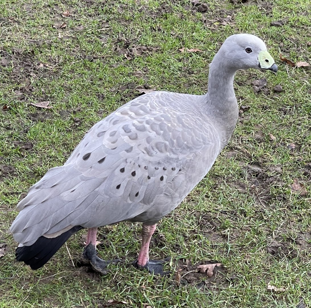 Cape barren goose - Melsop farm park