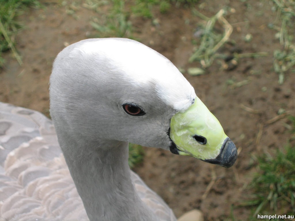 Cape Barren Goose - National Zoo and Aquarium