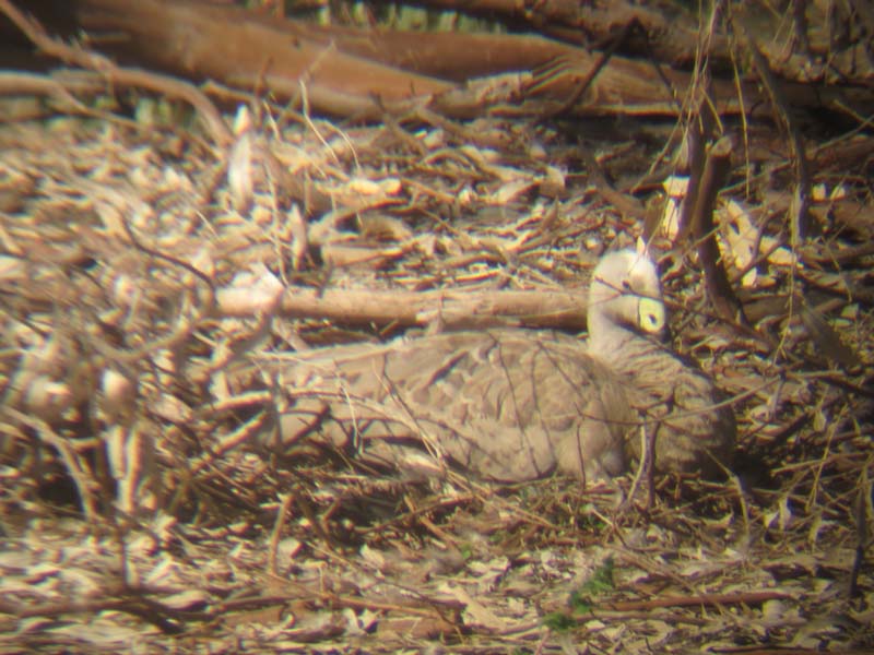 Cape Barren Goose on nest