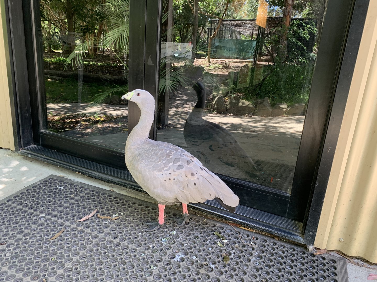 Cape Barren Goose (Potoroo Palace)