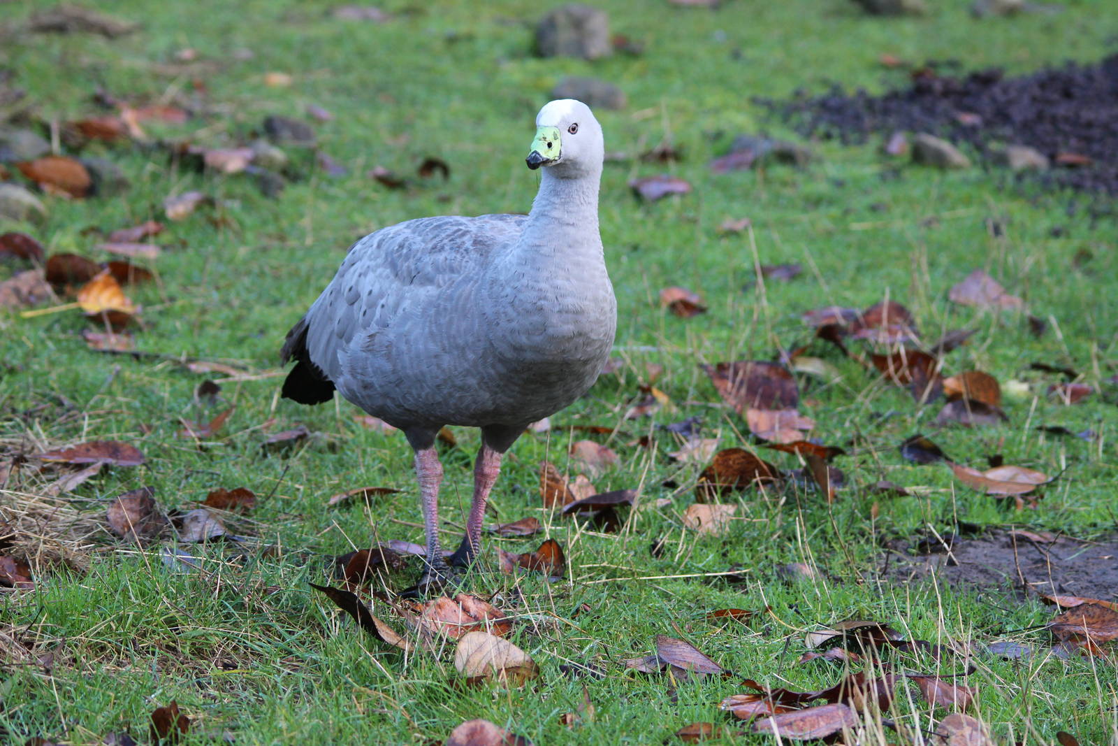 Cape Barren Goose, Reikorangi Pottery Park