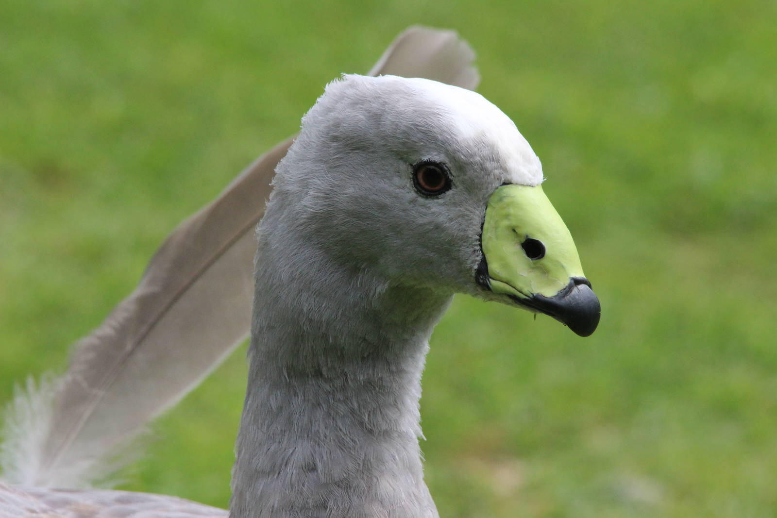 Cape Barren Goose; Staglands
