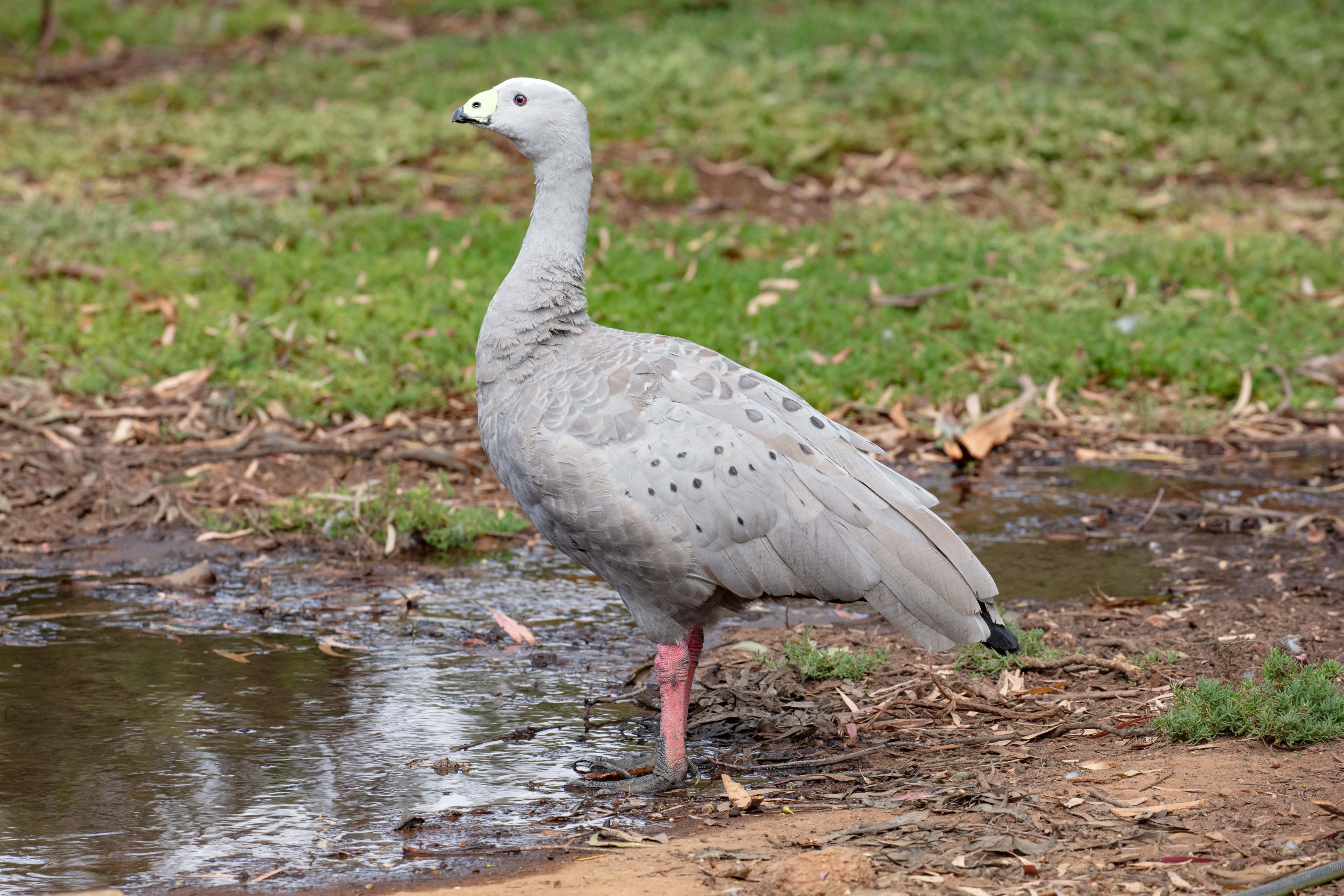 Cape Barren Goose (wild bird)