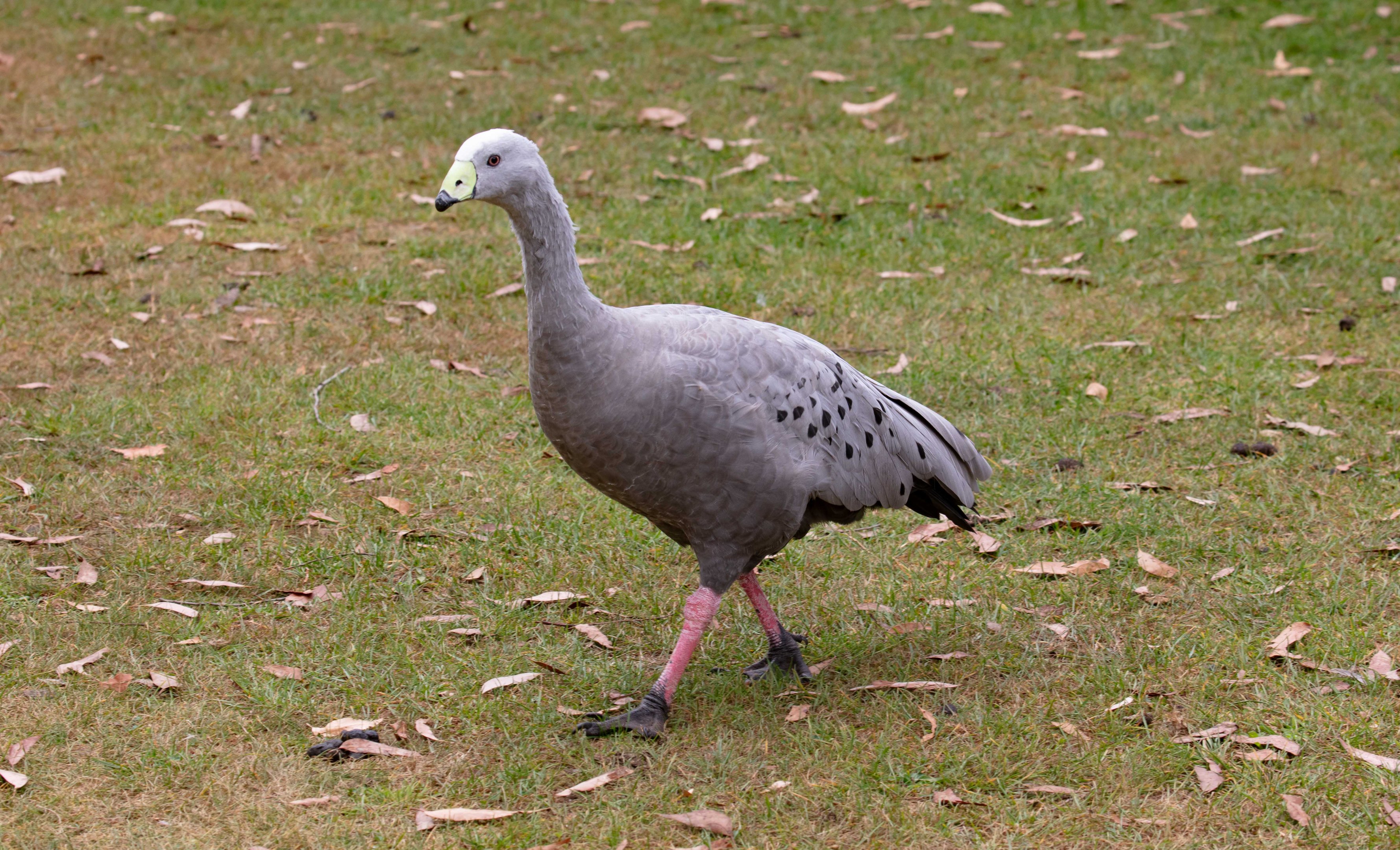 Cape Barren Goose (wild bird)