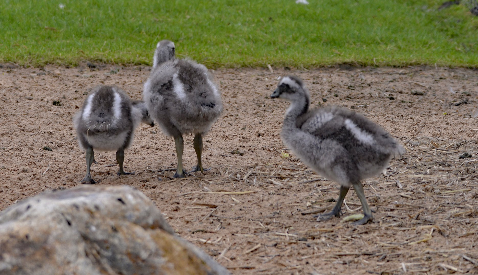Cape Barren Goose Young
