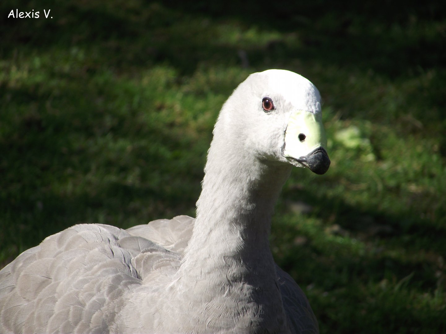 Cape Barren Goose - Zooparc de Beauval - 08/2017