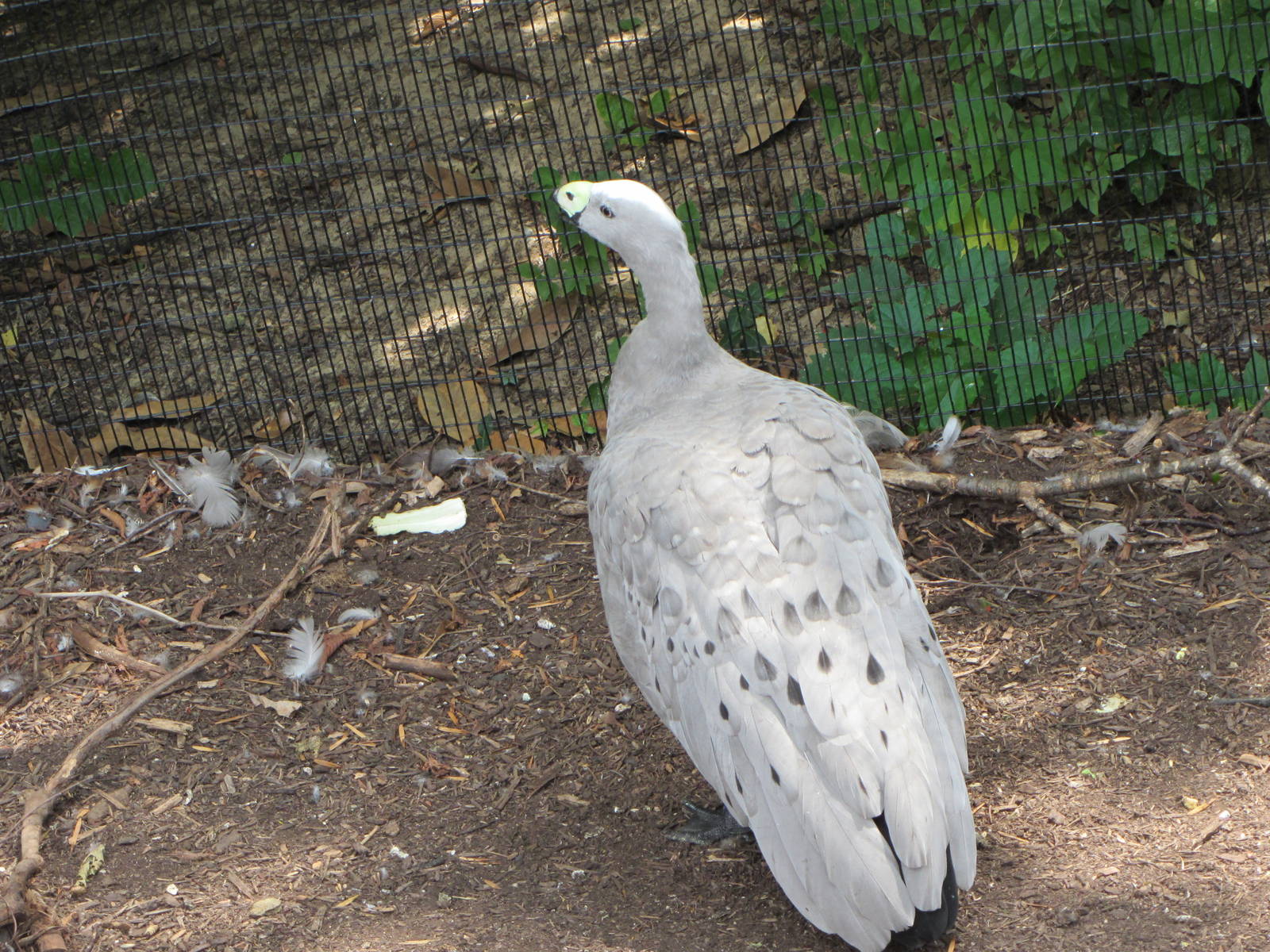 Cape Barren Goose