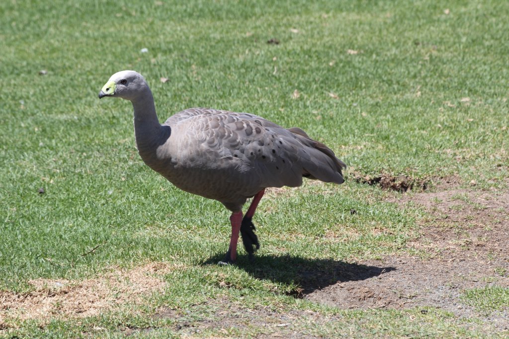 Cape Barren Goose