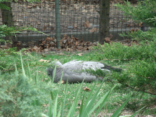 Cape Barren Goose