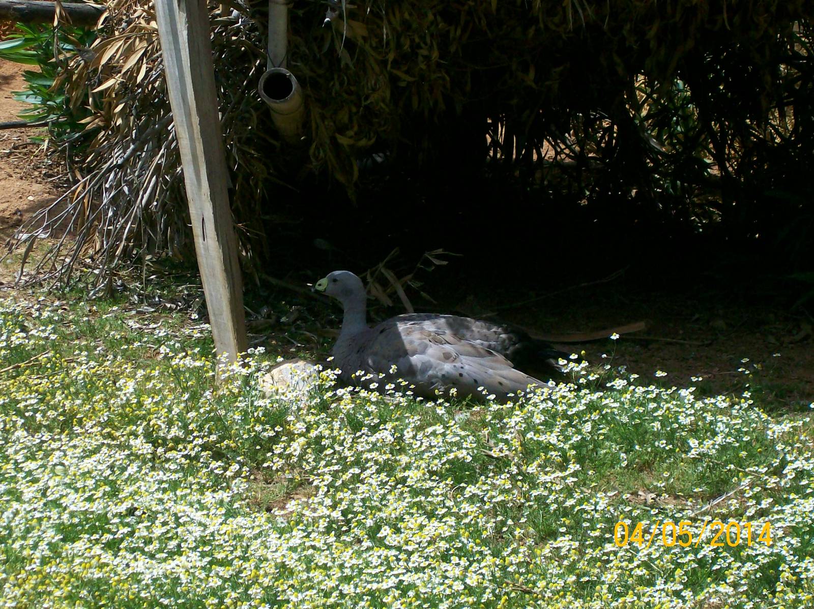 Cape Barren goose