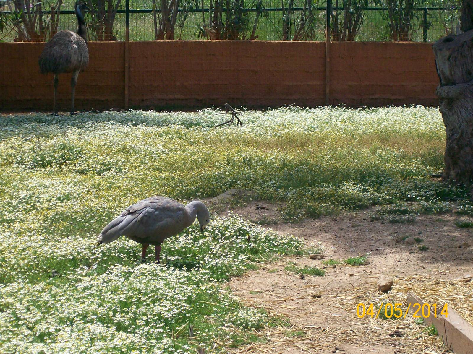 Cape Barren goose