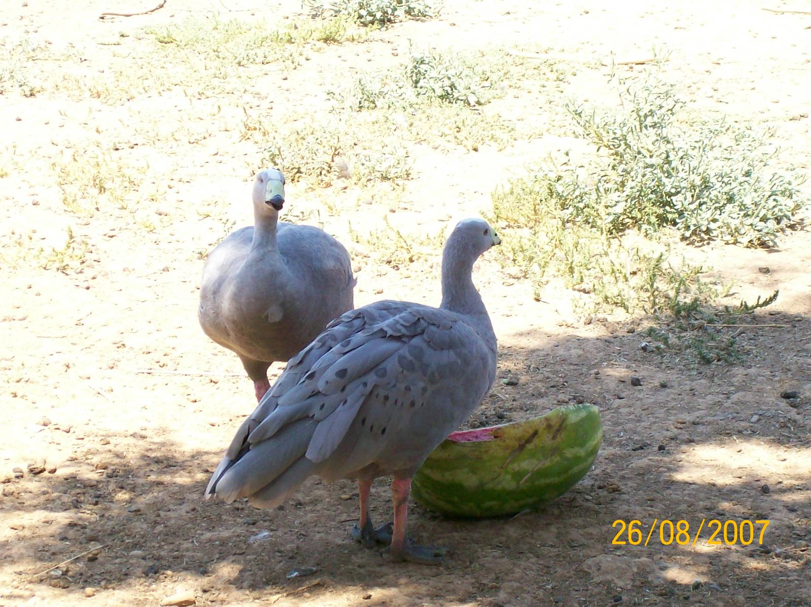 Cape Barren goose