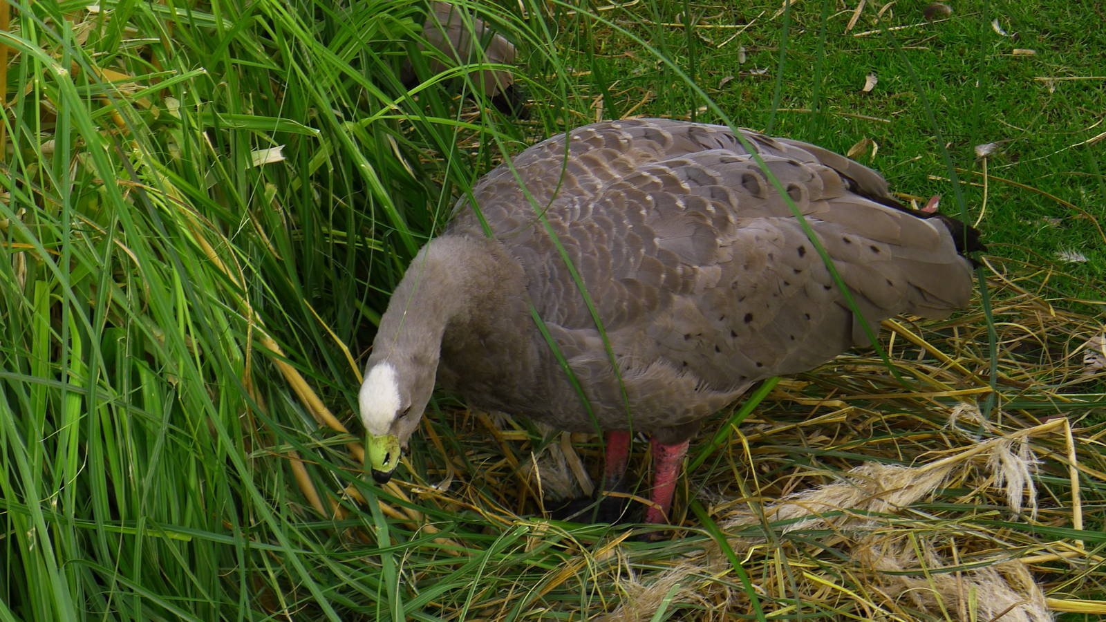 Cape Barren Goose