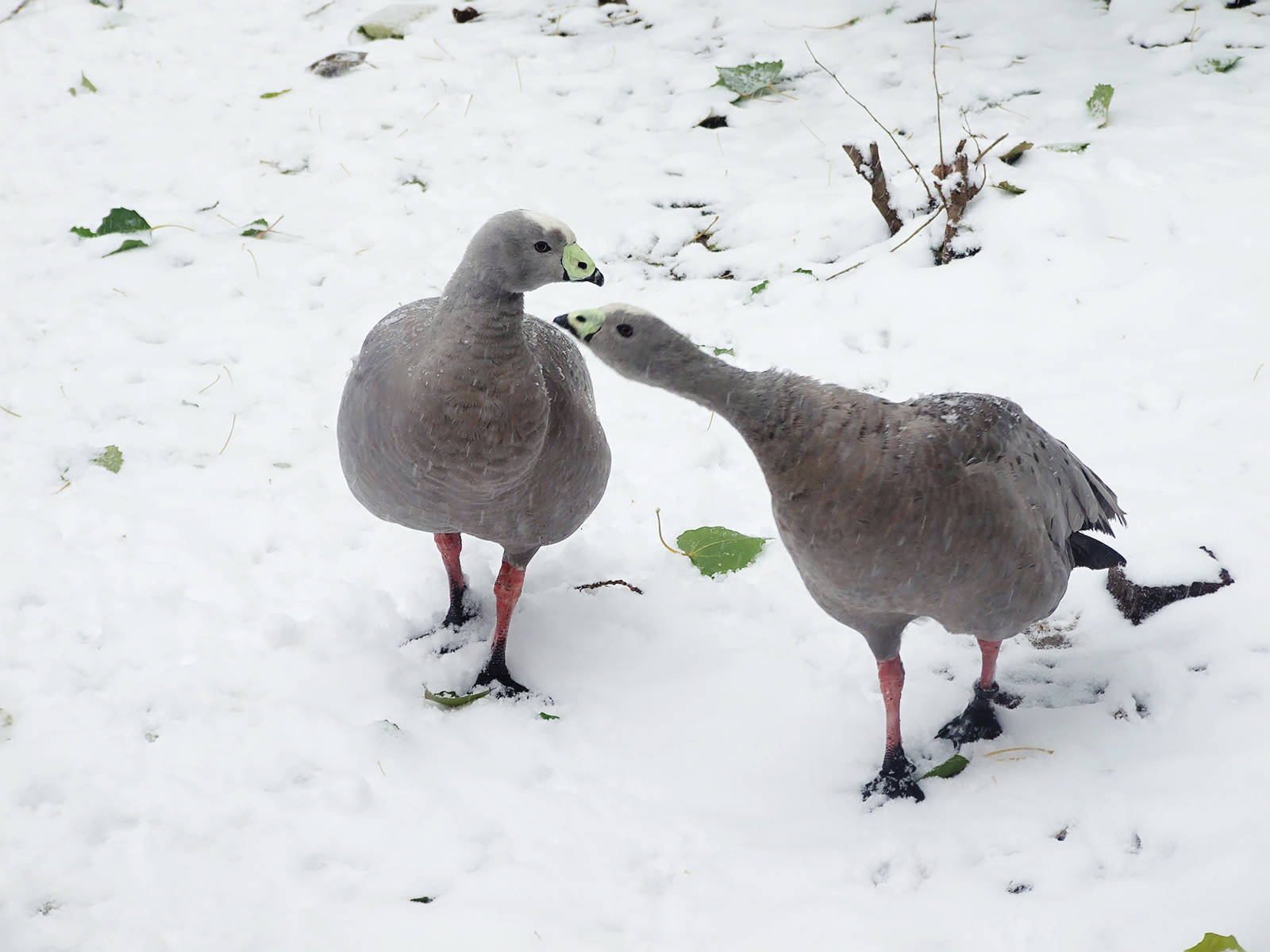 cape barren goose
