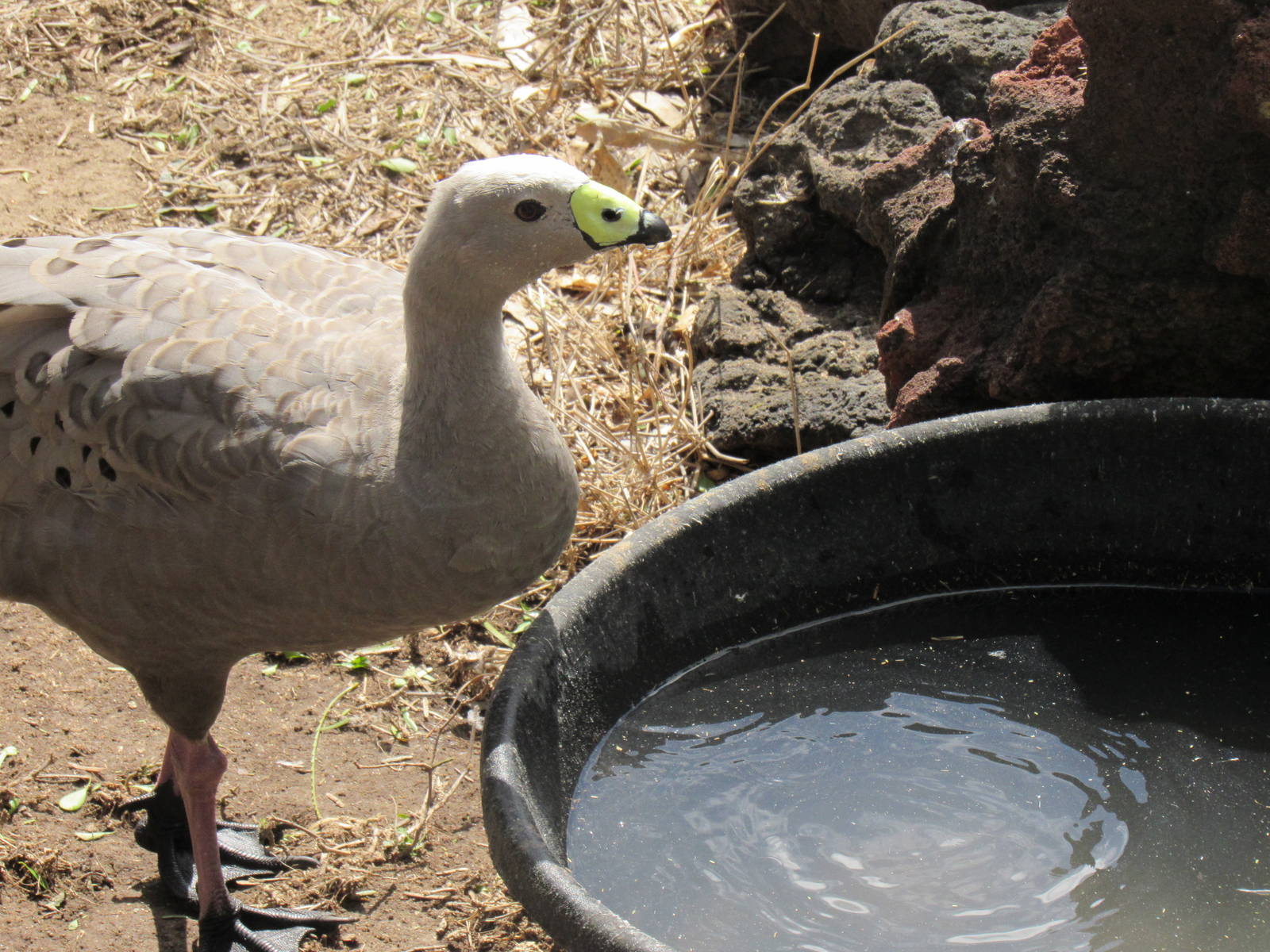 Cape Barren Goose