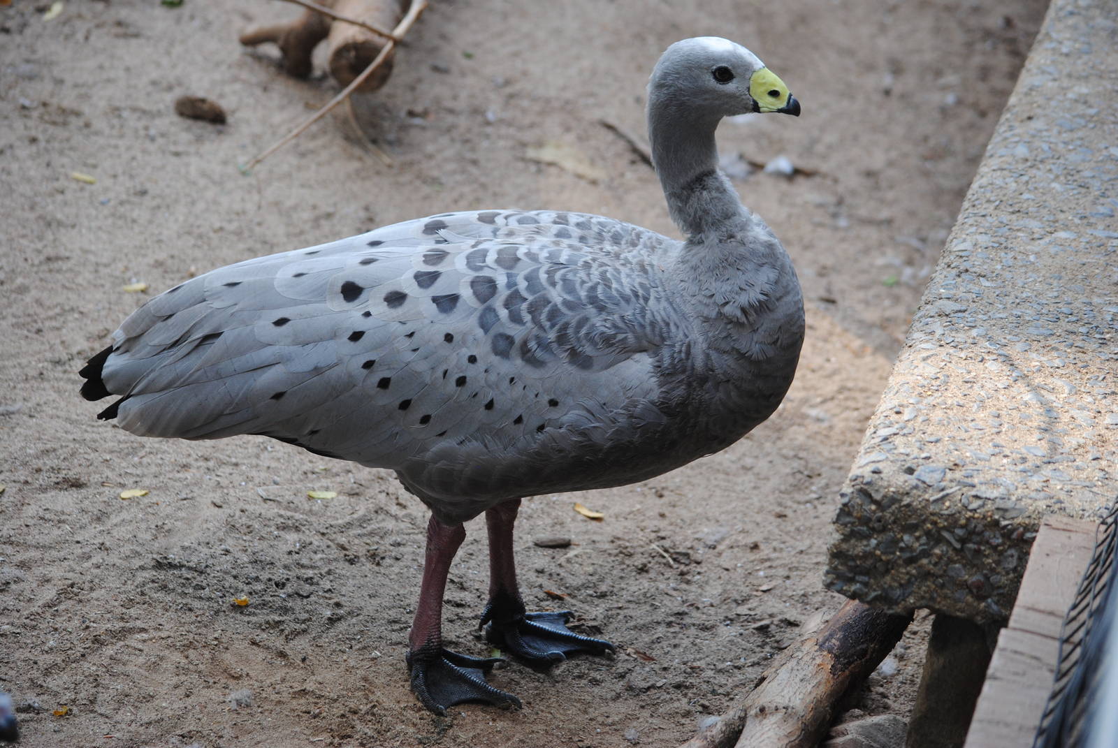 Cape Barren Goose