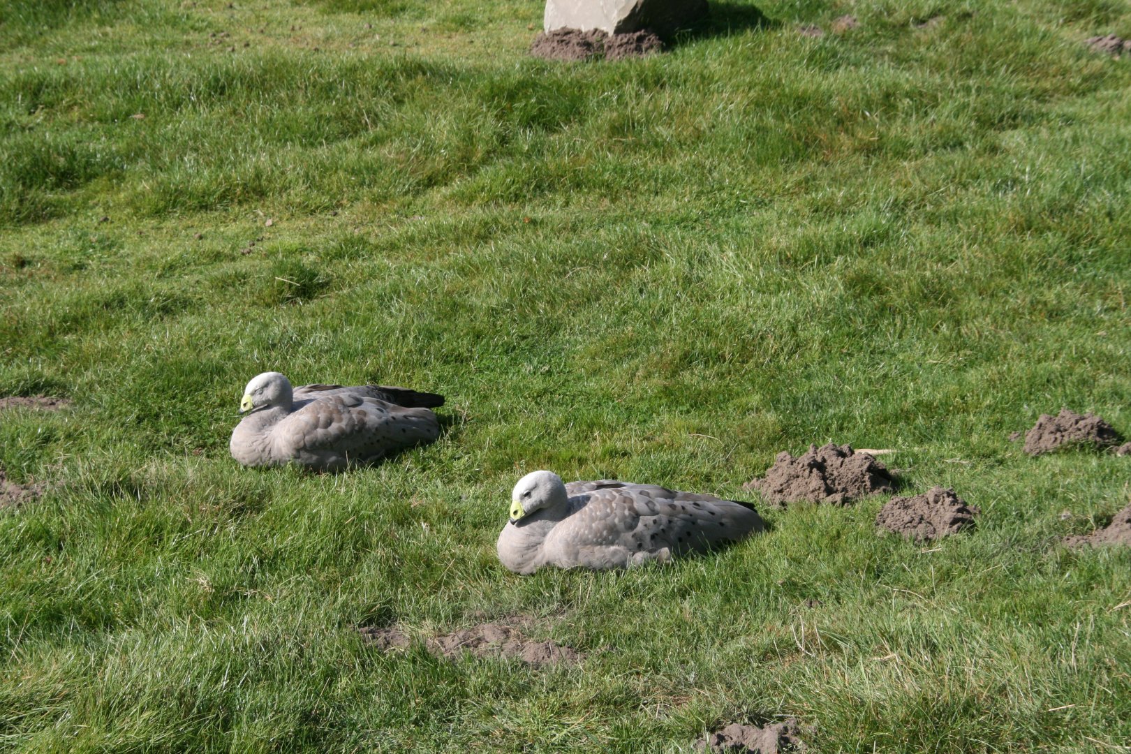 Cape Barren goose