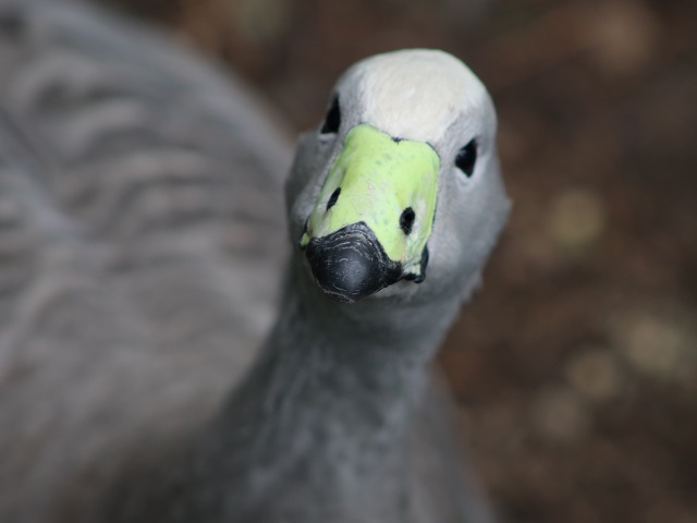 Cape Barren Goose
