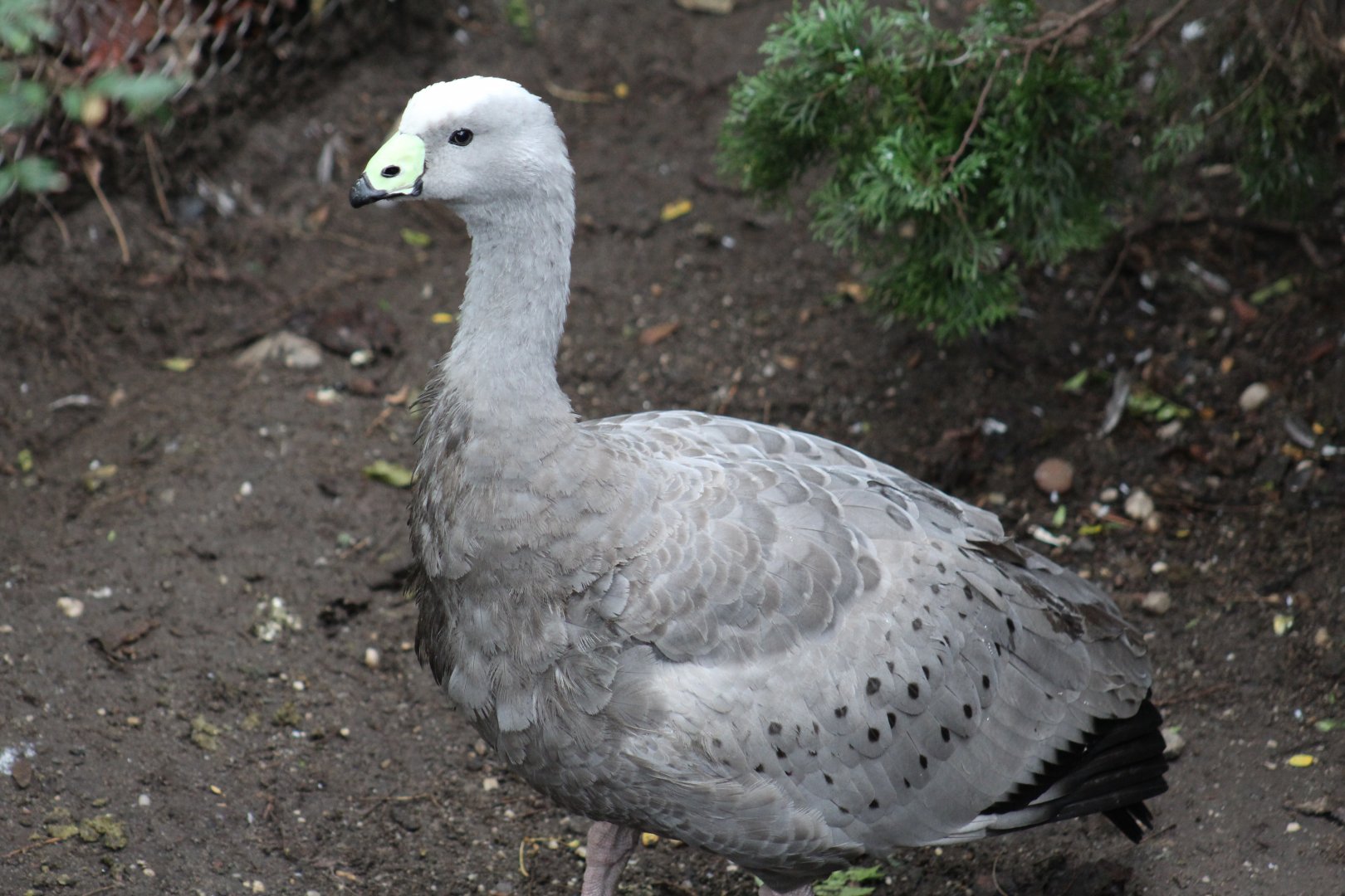 Cape Barren Goose