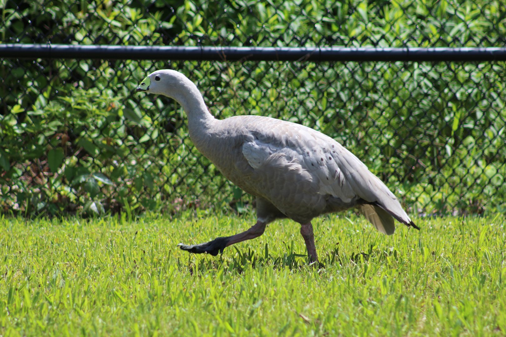 Cape Barren Goose