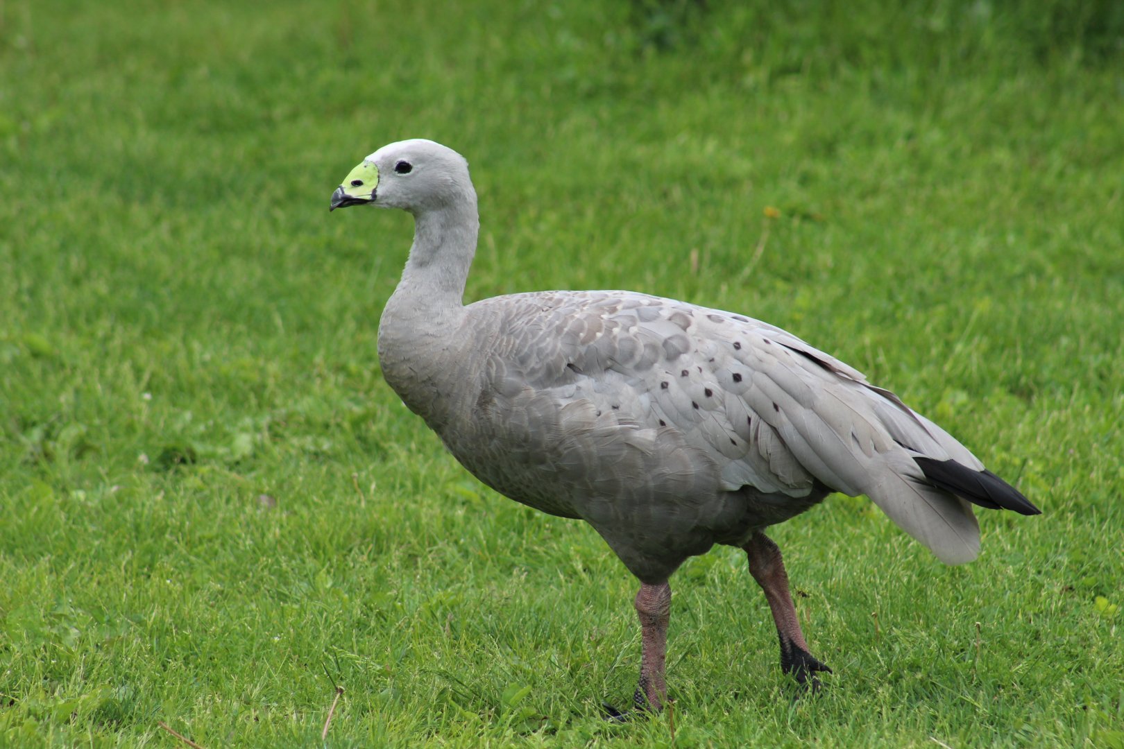 Cape Barren Goose