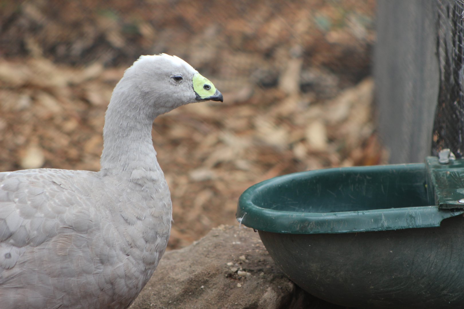 Cape Barren Goose