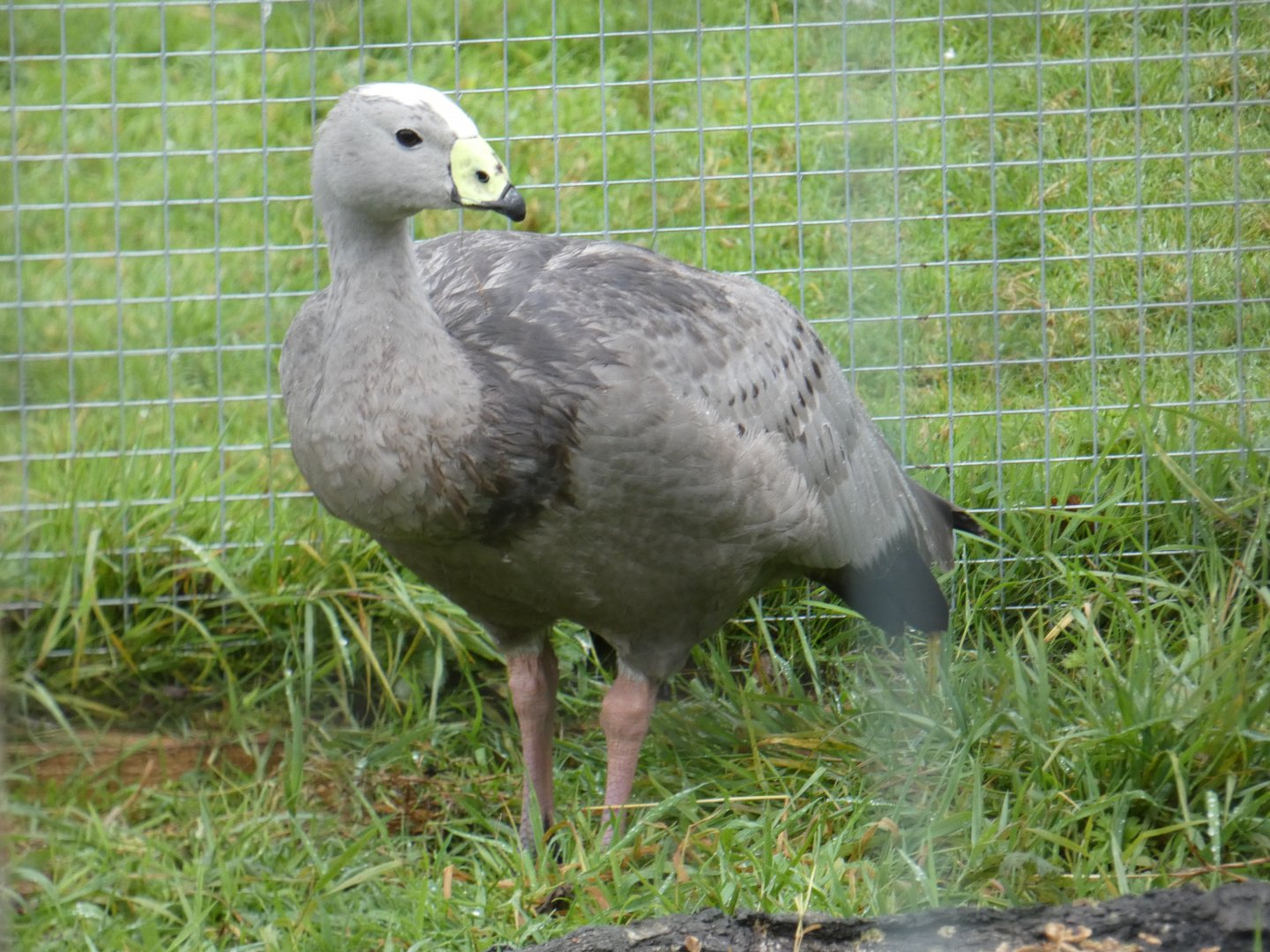 Cape Barren Goose