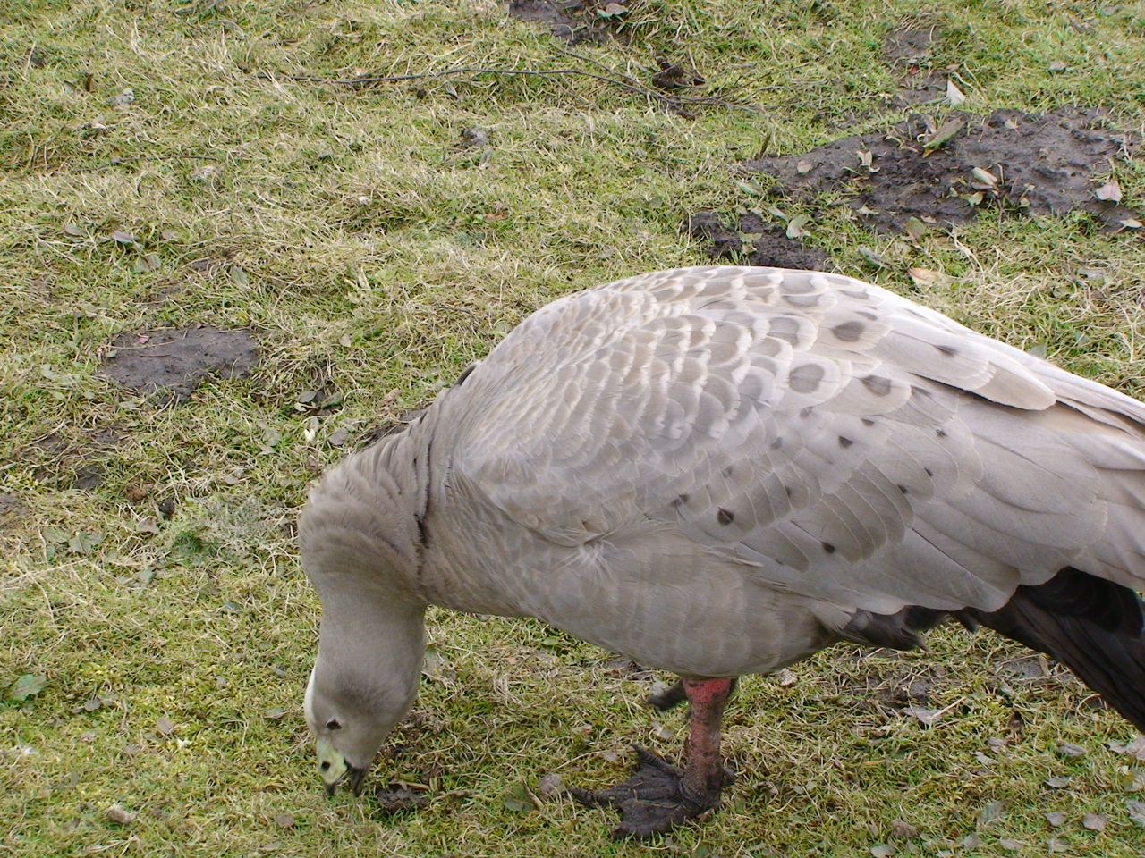 Cape barren goose