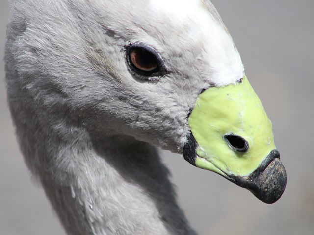 Cape Barren Goose