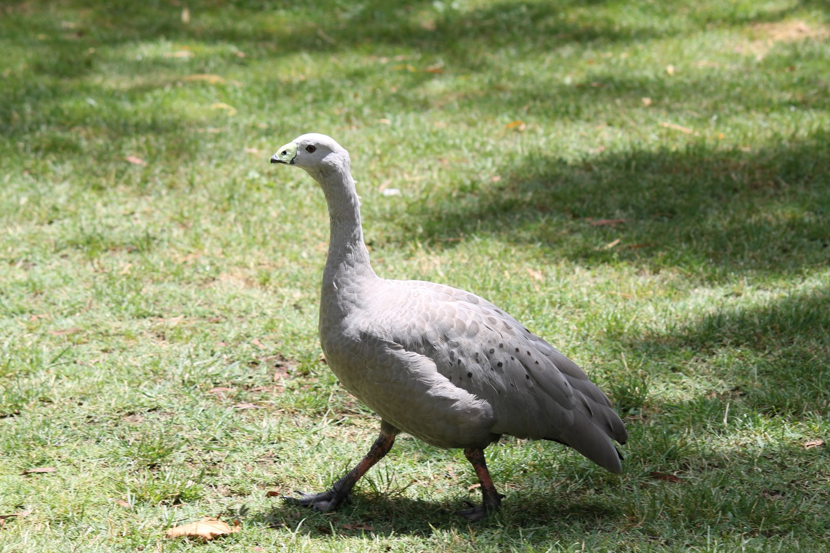 Cape Barren Goose