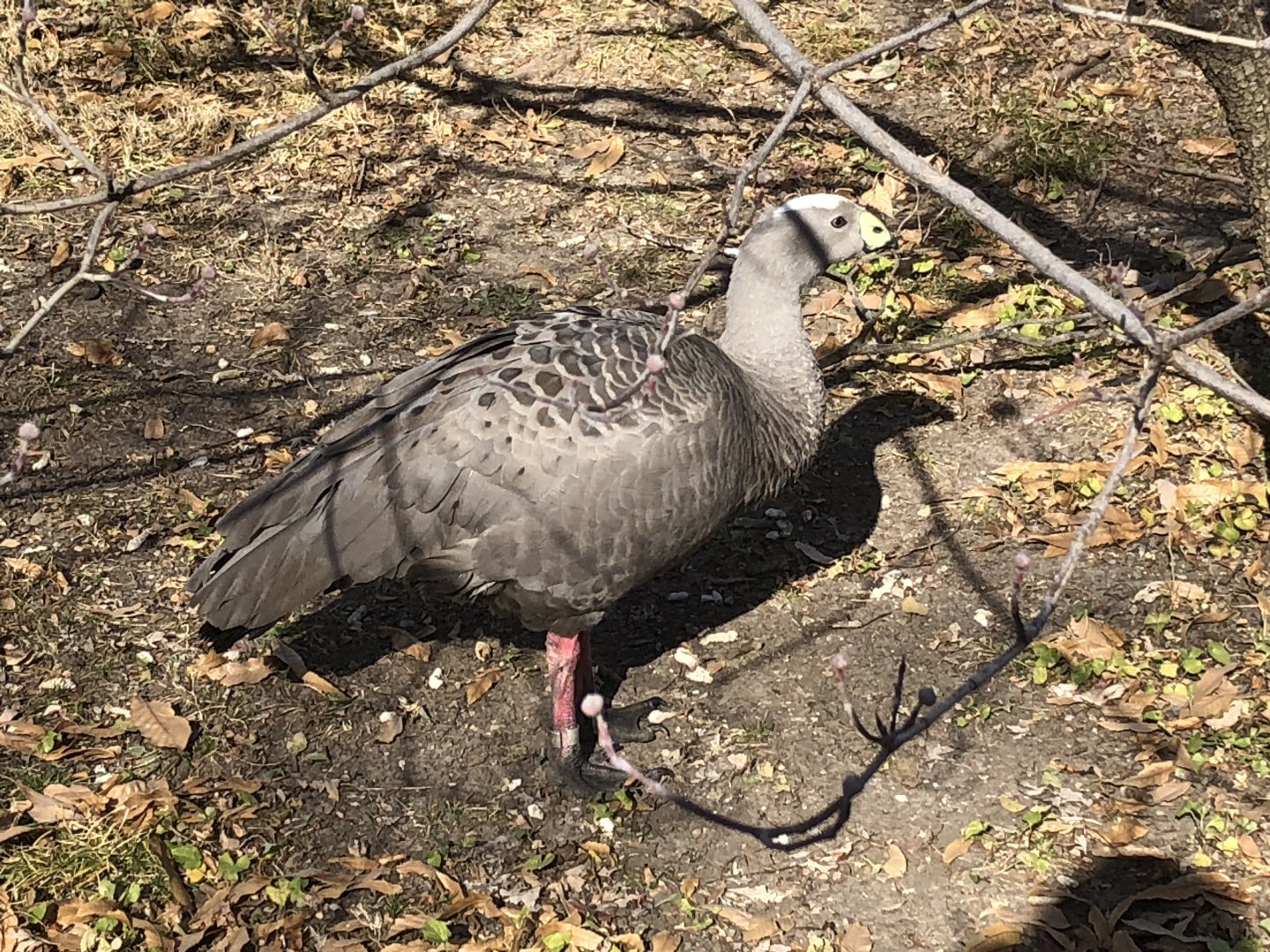 Cape Barren Goose
