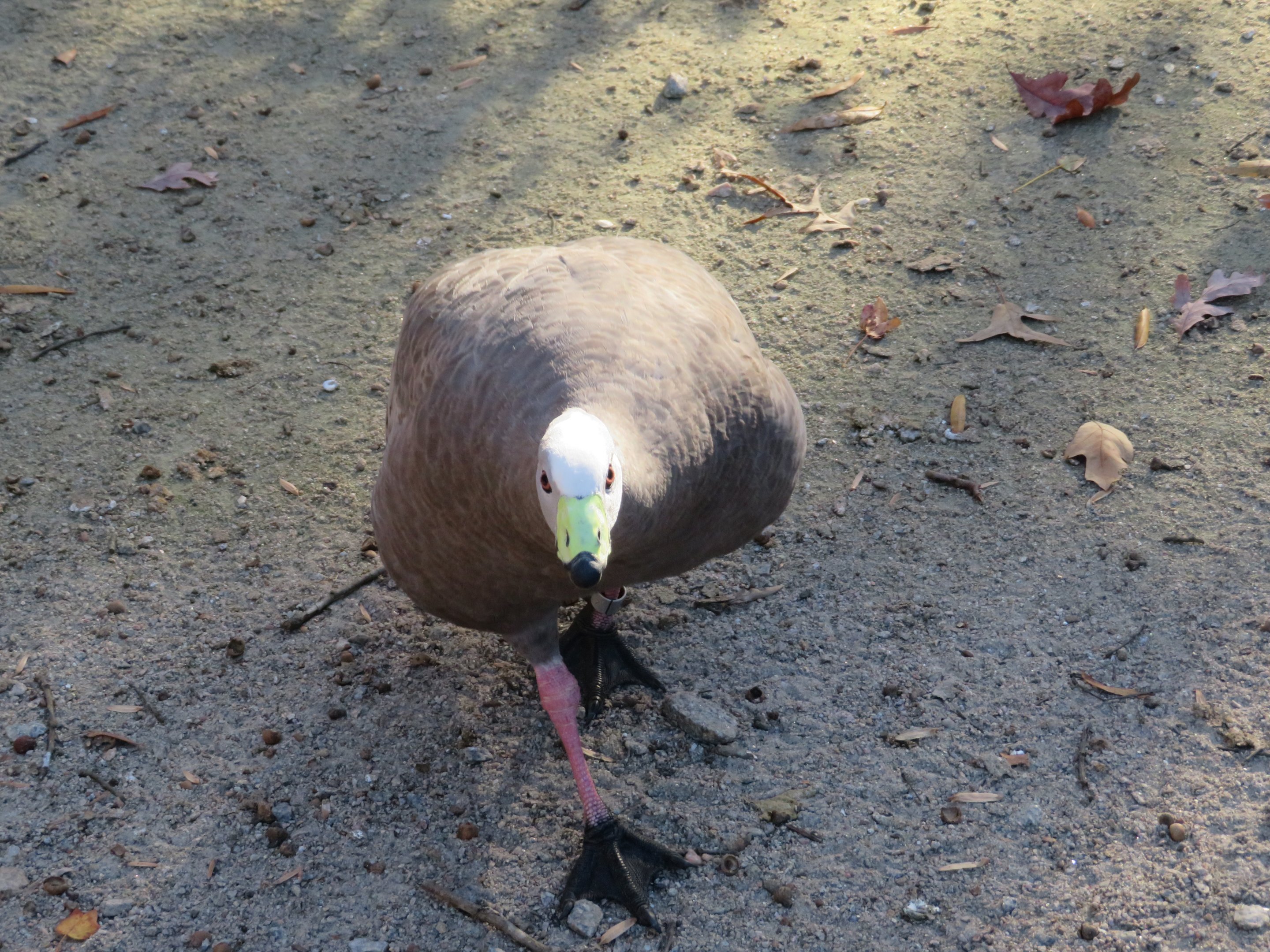 Cape Barren Goose