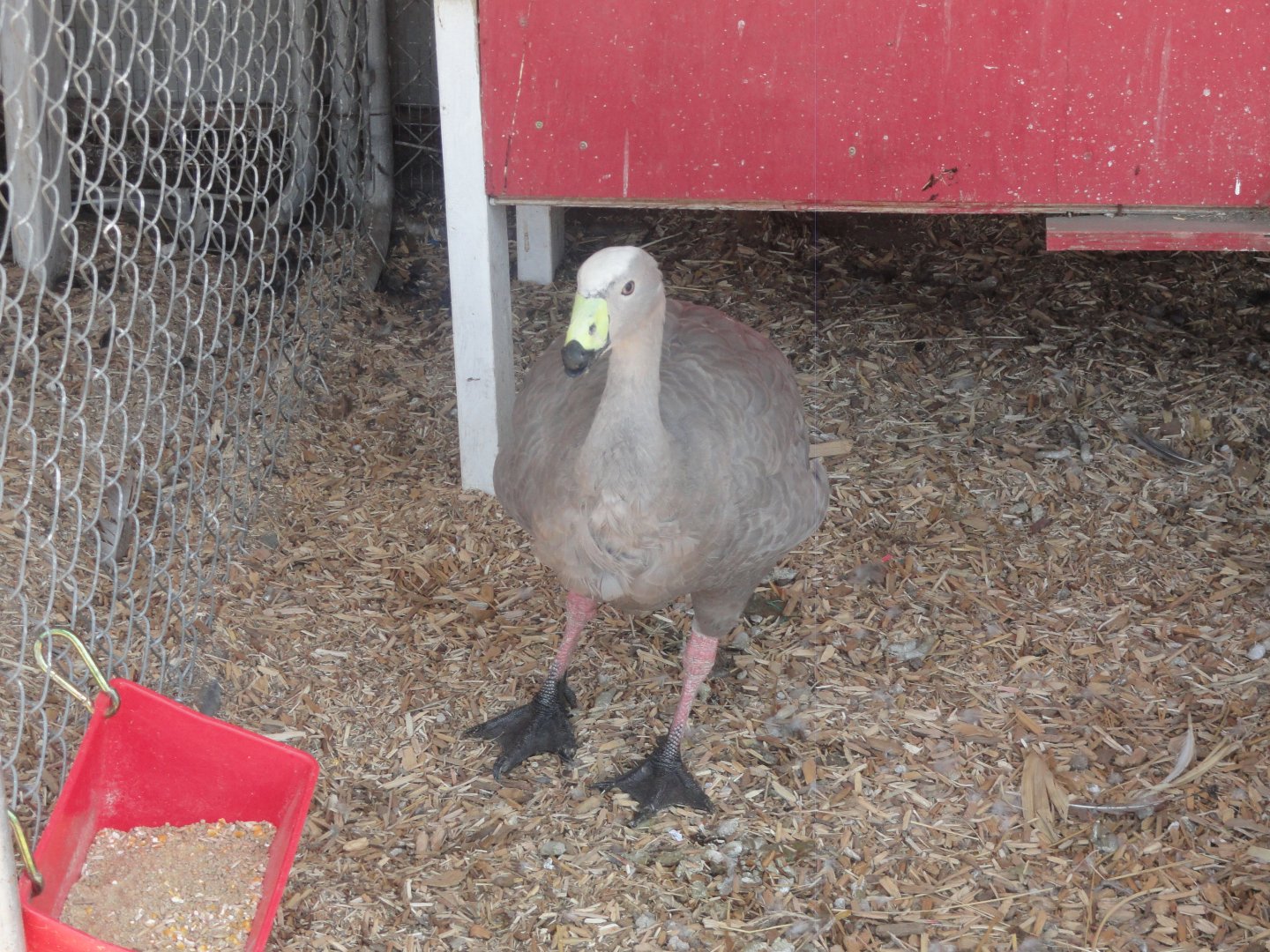 Cape Barren Goose