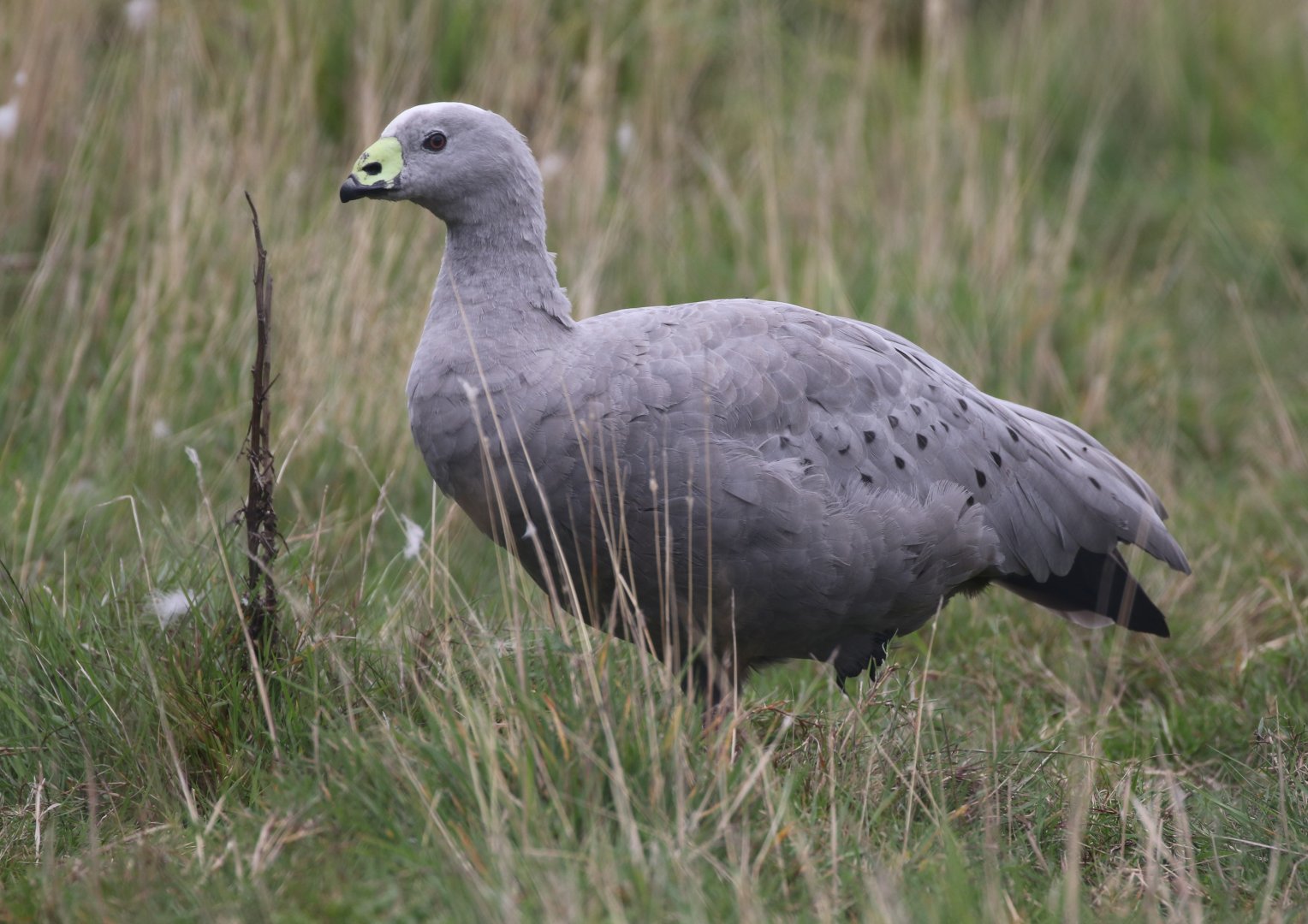 Cape Barren Goose