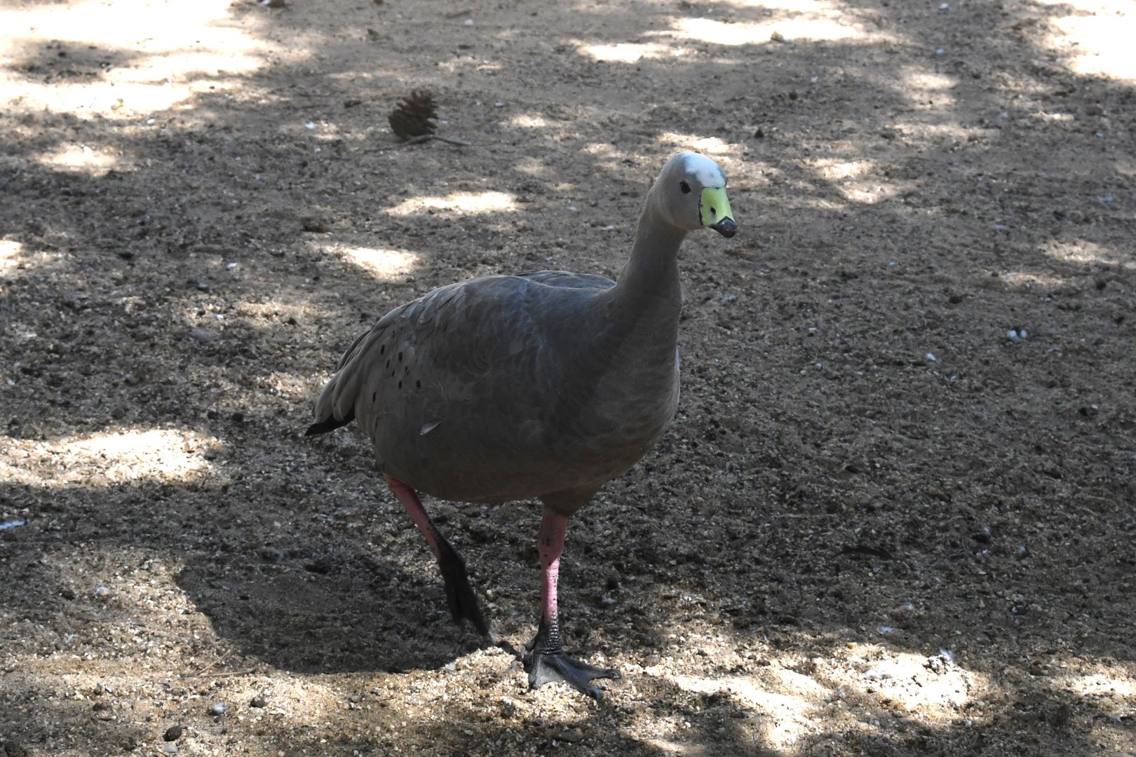 Cape Barren Goose