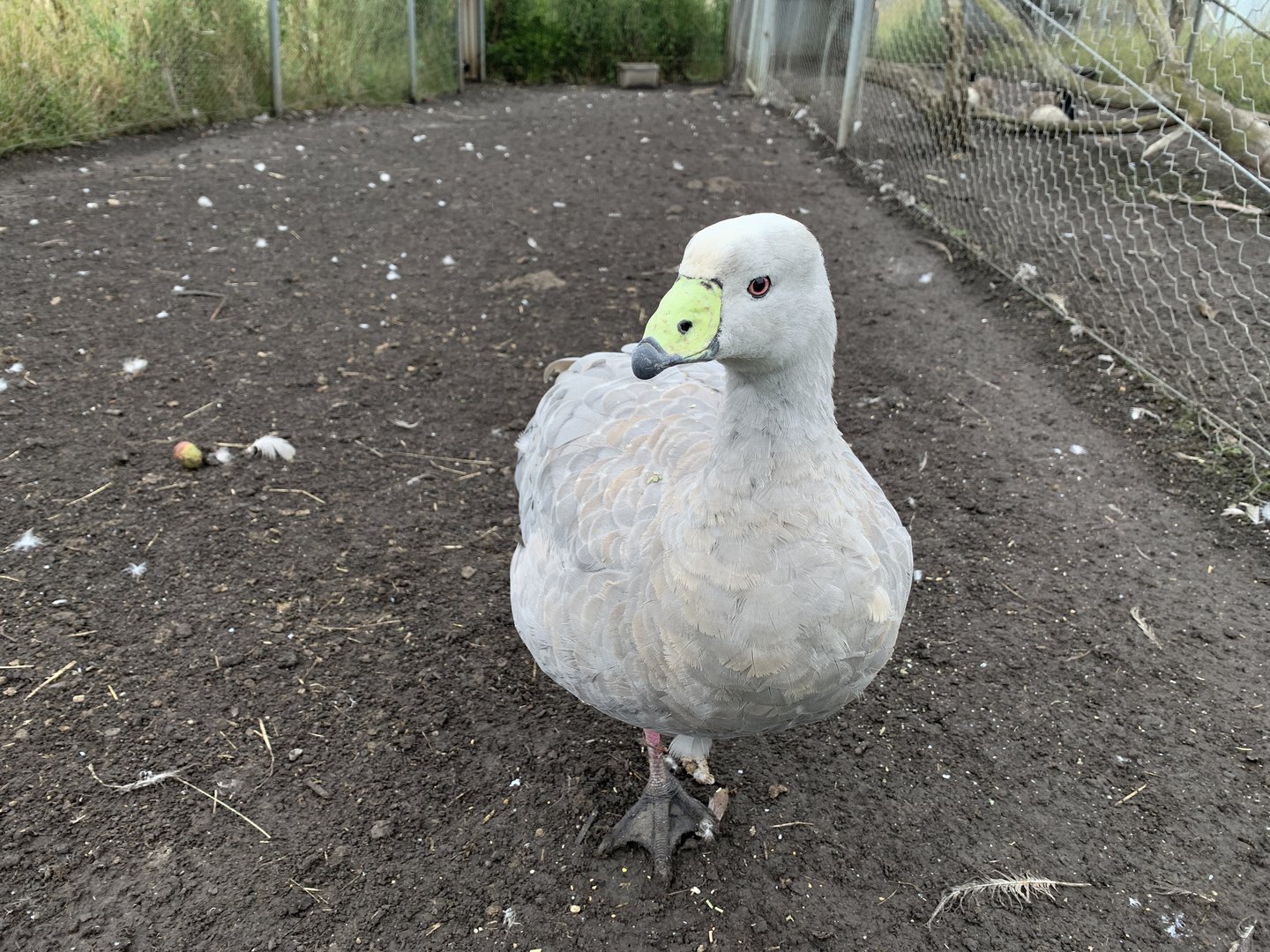 Cape Barren Goose