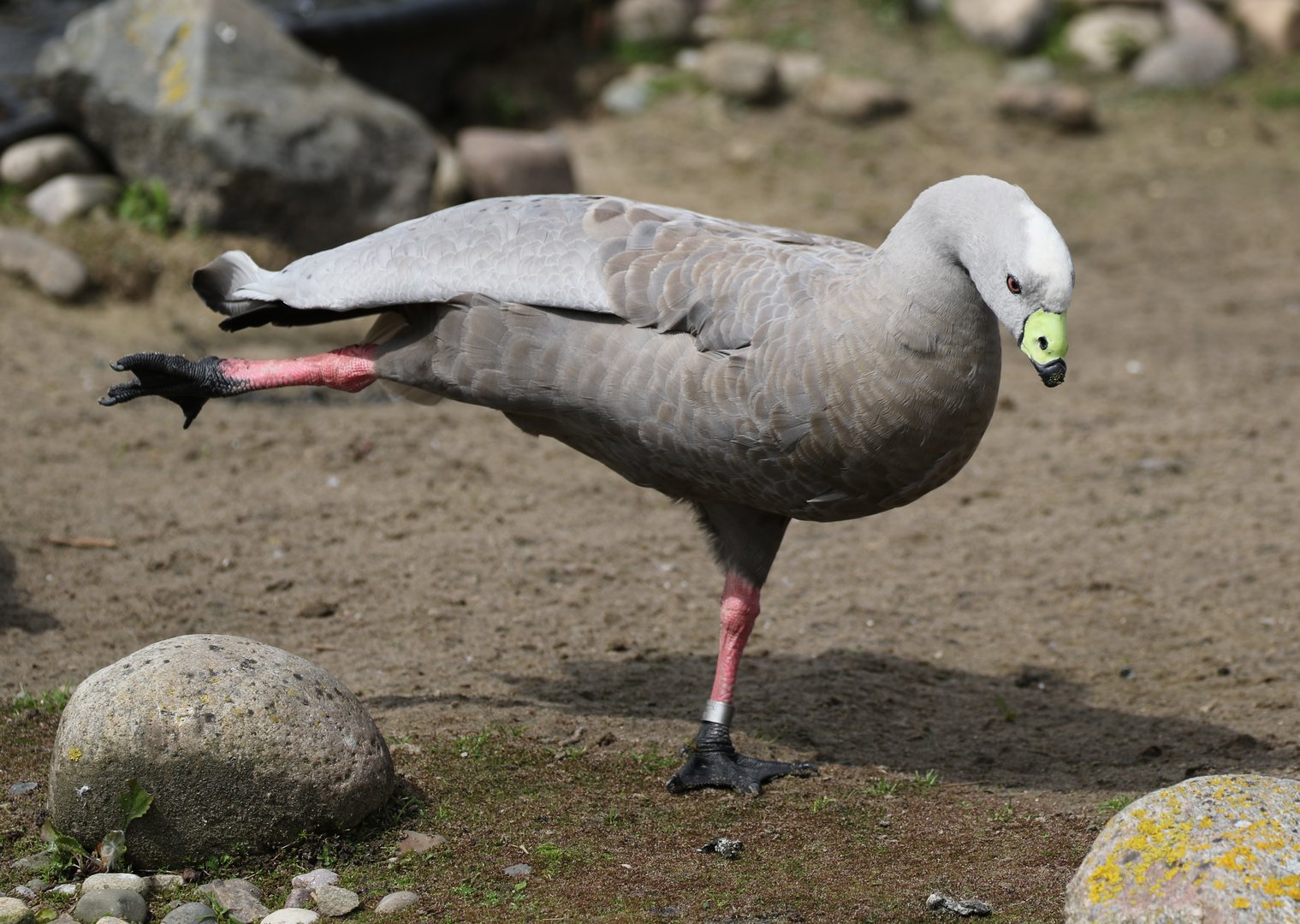 Cape Barren Goose