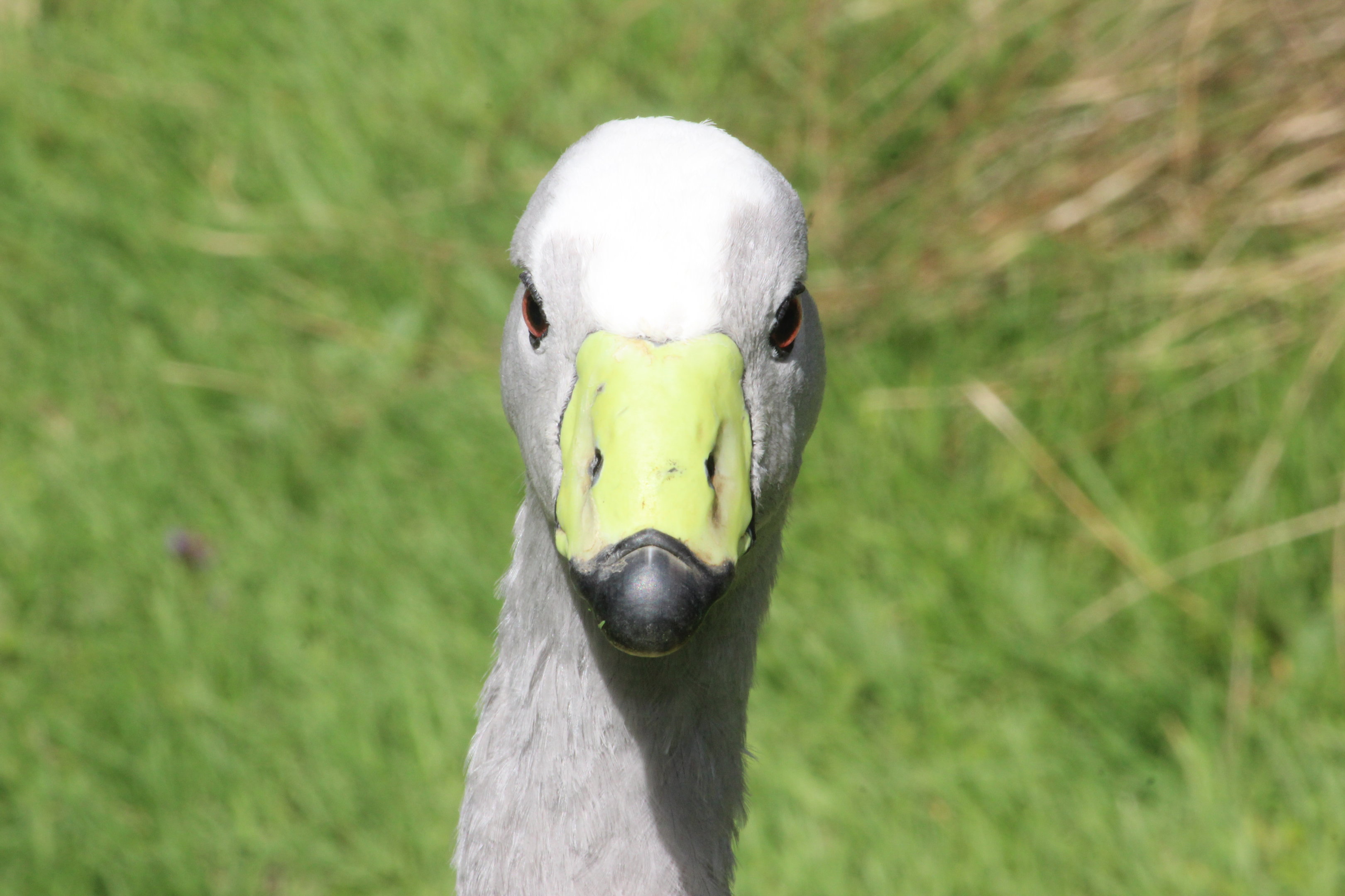 Cape Barren Goose