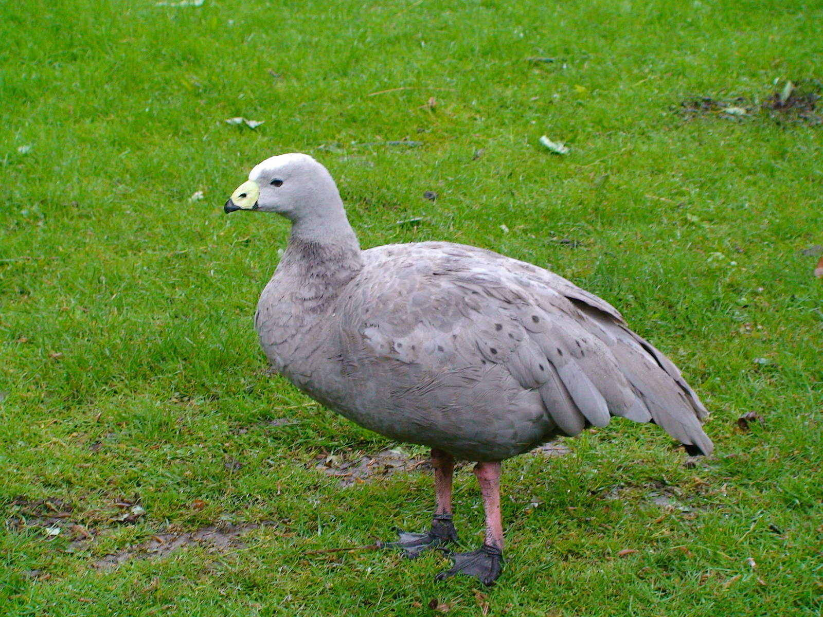 Cape Barren goose