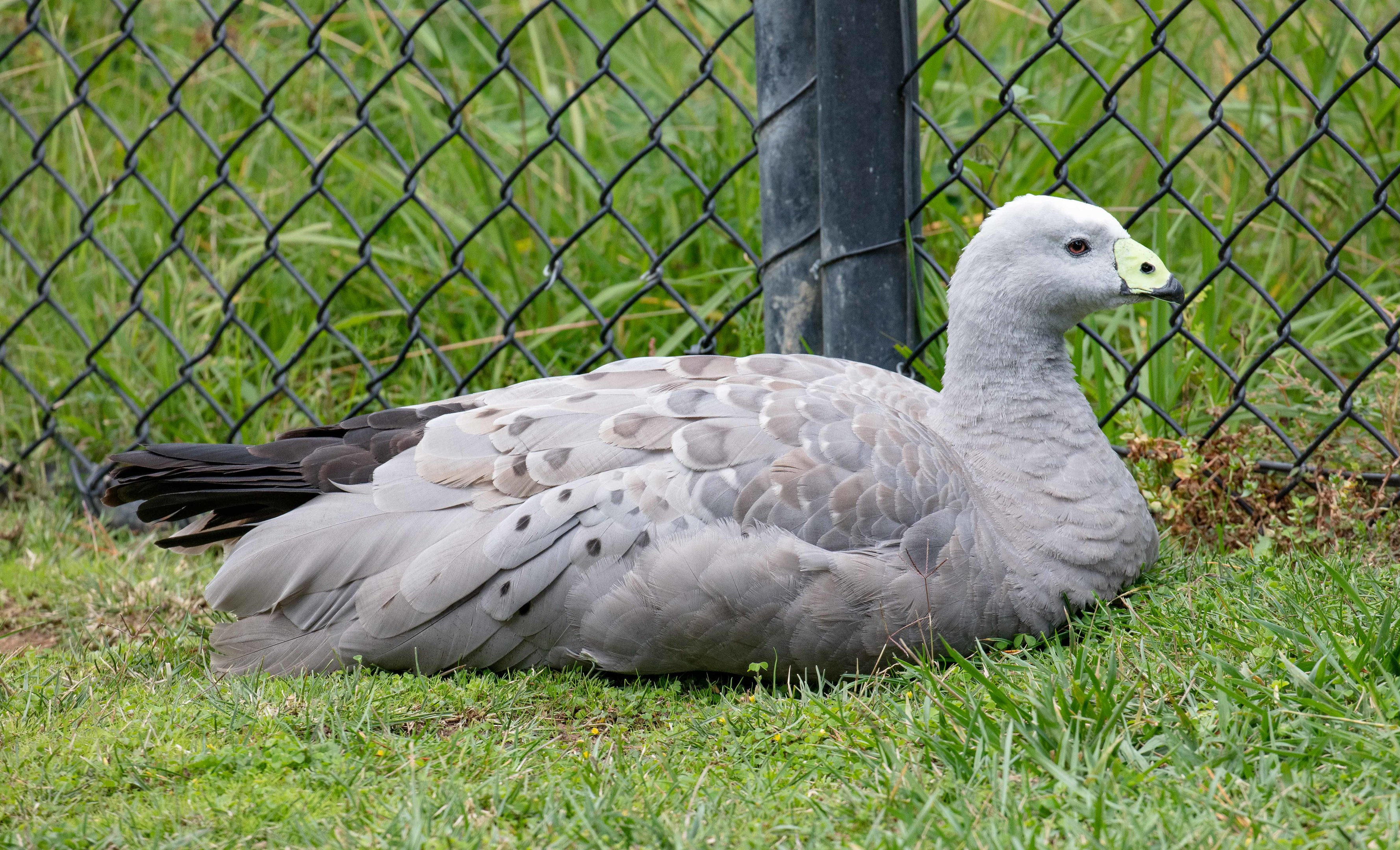 Cape Barren Goose