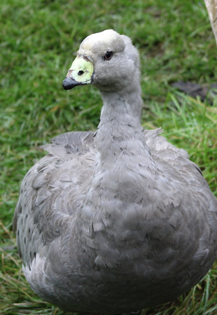 Cape barren goose