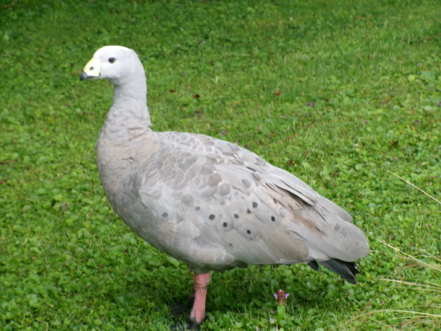 Cape Barren goose