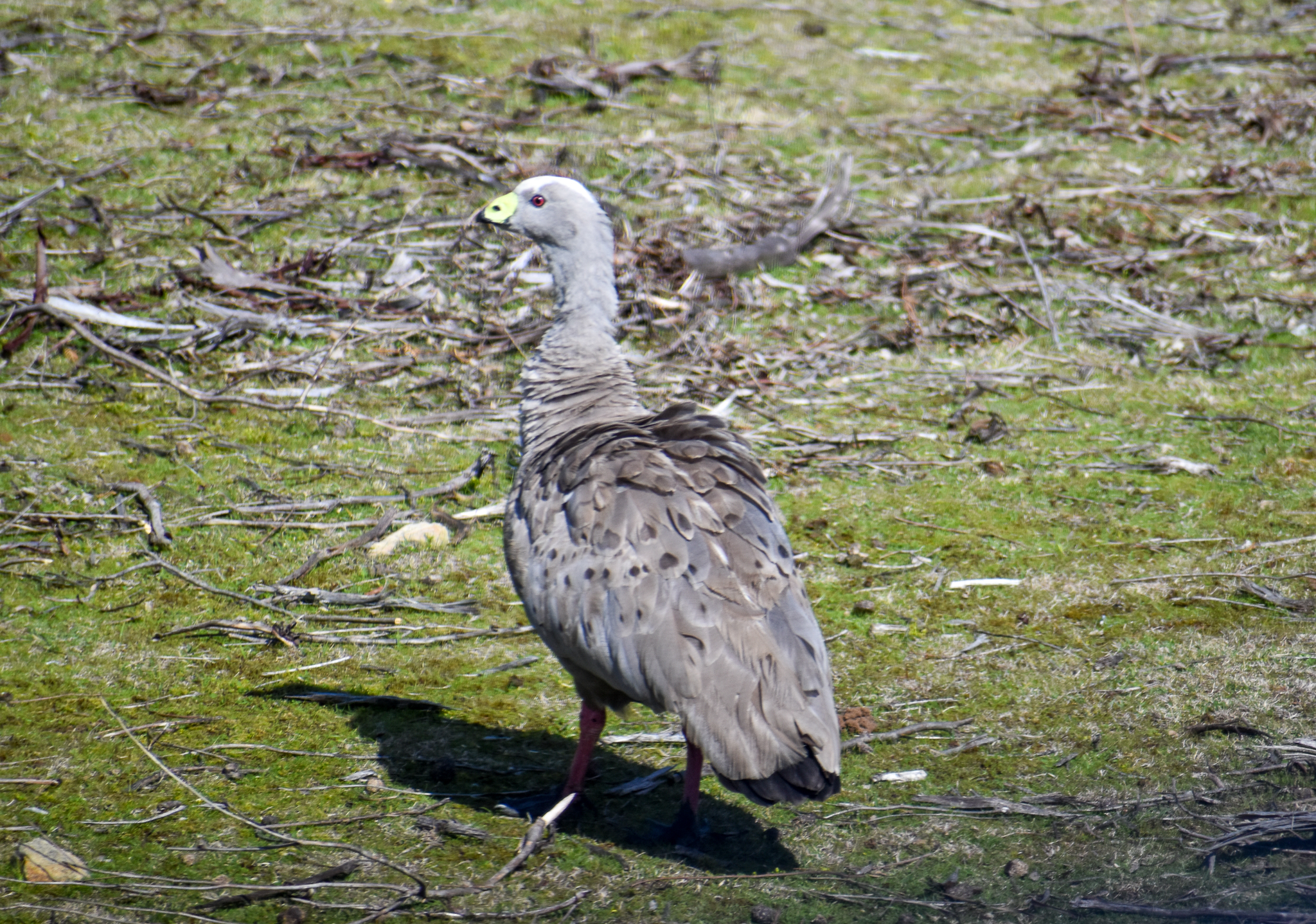 Cape Barren Goose
