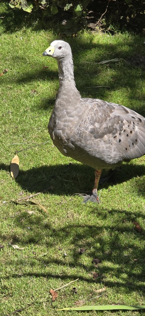 Cape barren goose