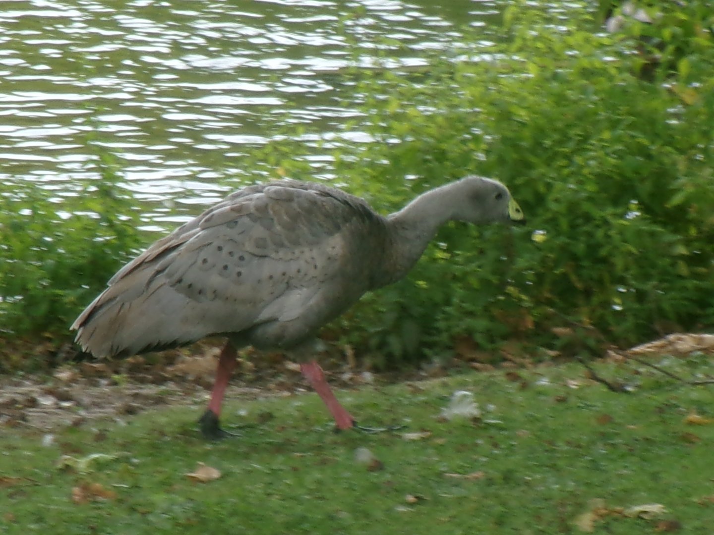 Cape Barren goose