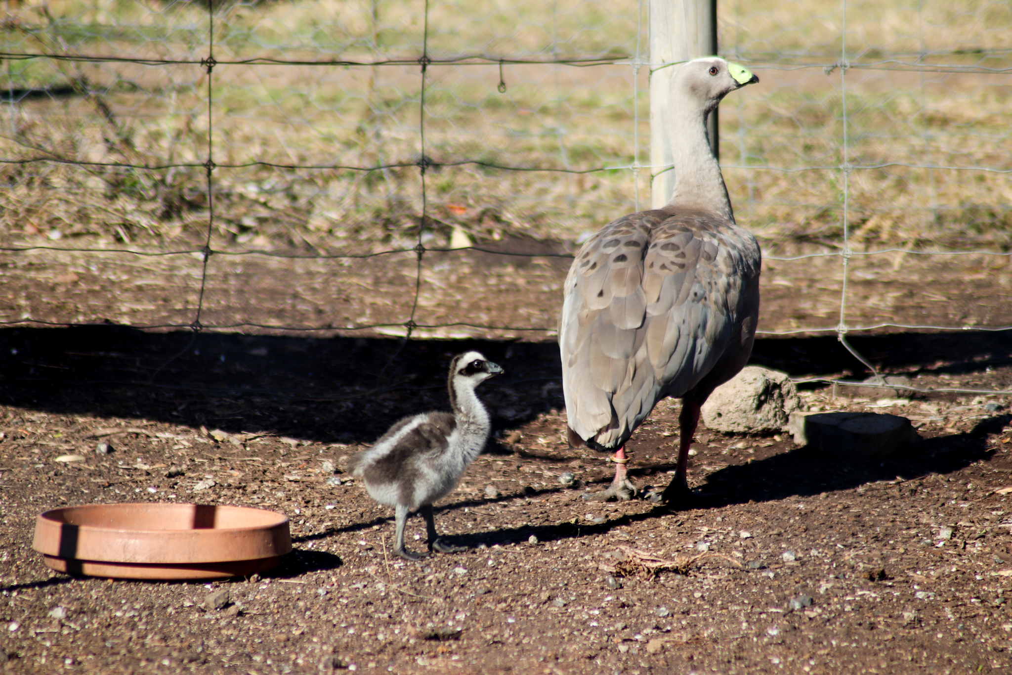 Cape Barren Gosling and Adult (Cereopsis novaehollandiae)